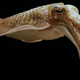 Illustration for article titled Theres A Life Form That Exclusively Lives Inside Cephalopods